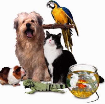 Priest Lake Veterinary Hospital Nashville Veterinarian - Antioch , United States