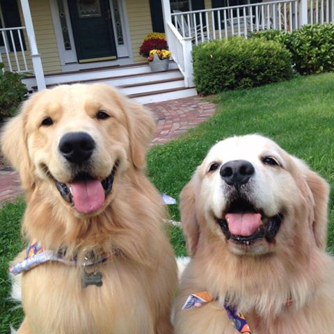 Foxboro Animal Hospital - Foxborough , United States