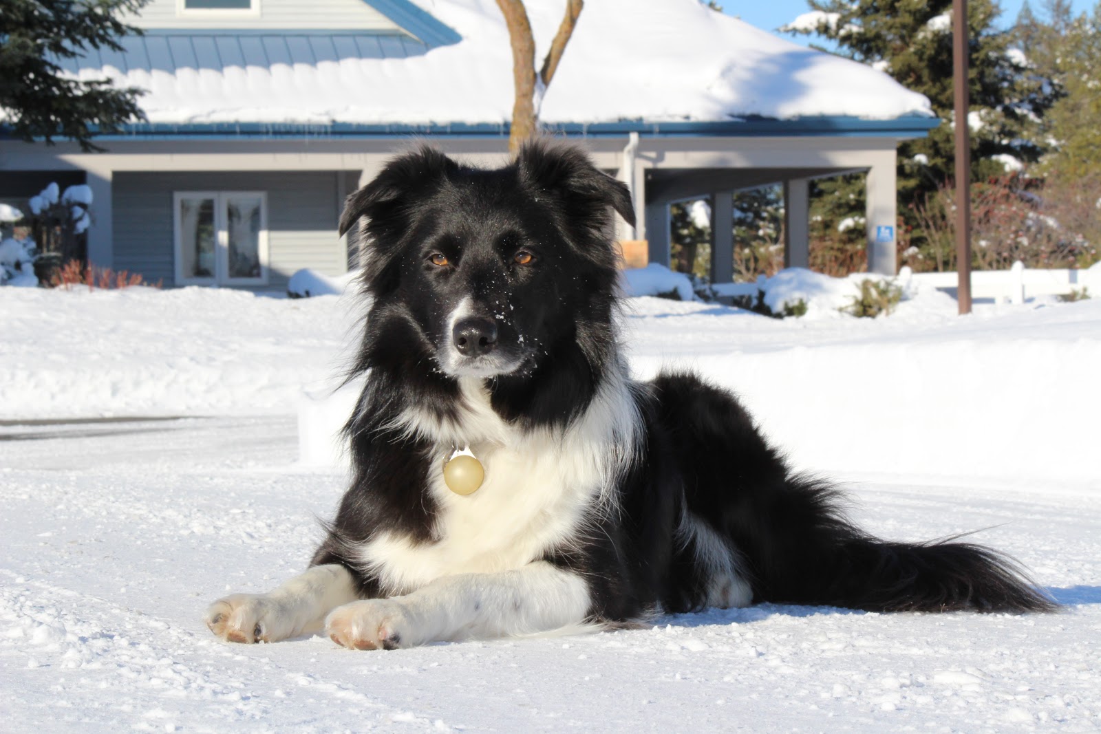 Deer Park Animal Medical Center - Deer Park , United States