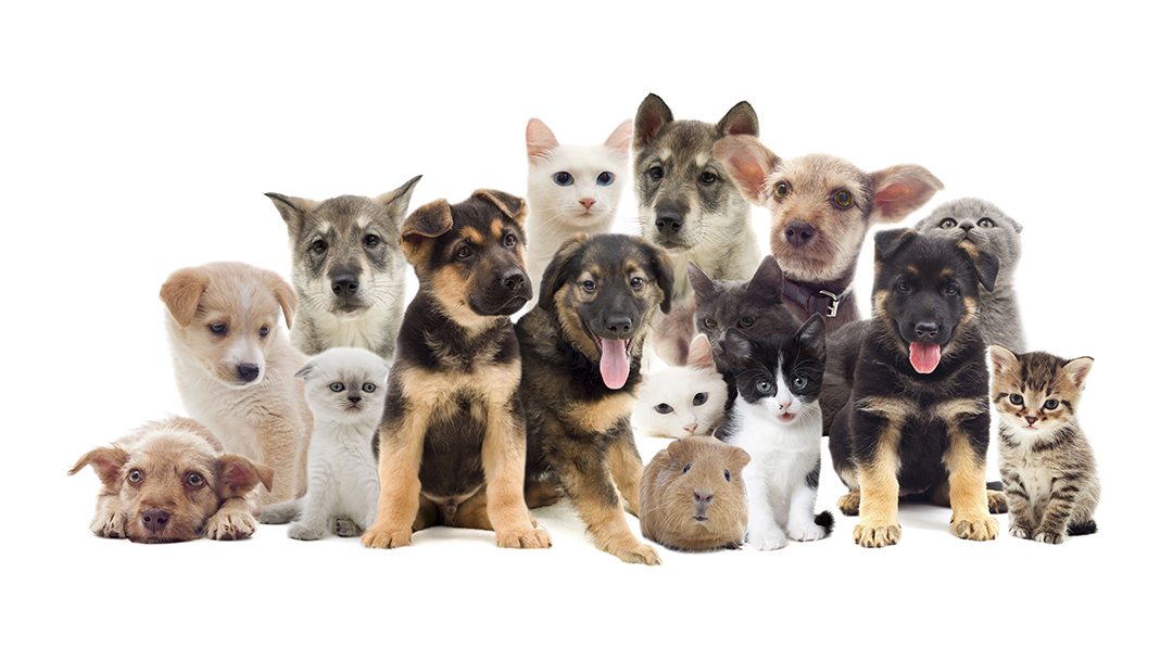 Vca Marshall Animal Hospital - Marshall , United States