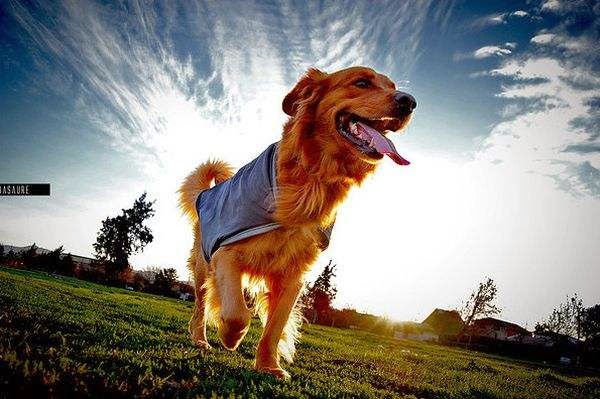 West Springfield Veterinary Clinic - West Springfield , United States