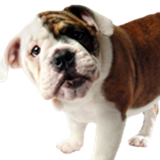 El Toro Animal Hospital - Lake Forest , United States