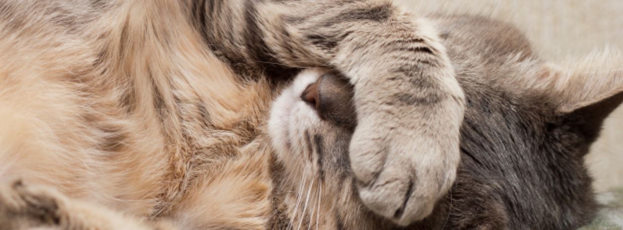 Cat Clinic Of Greensboro - Greensboro , United States