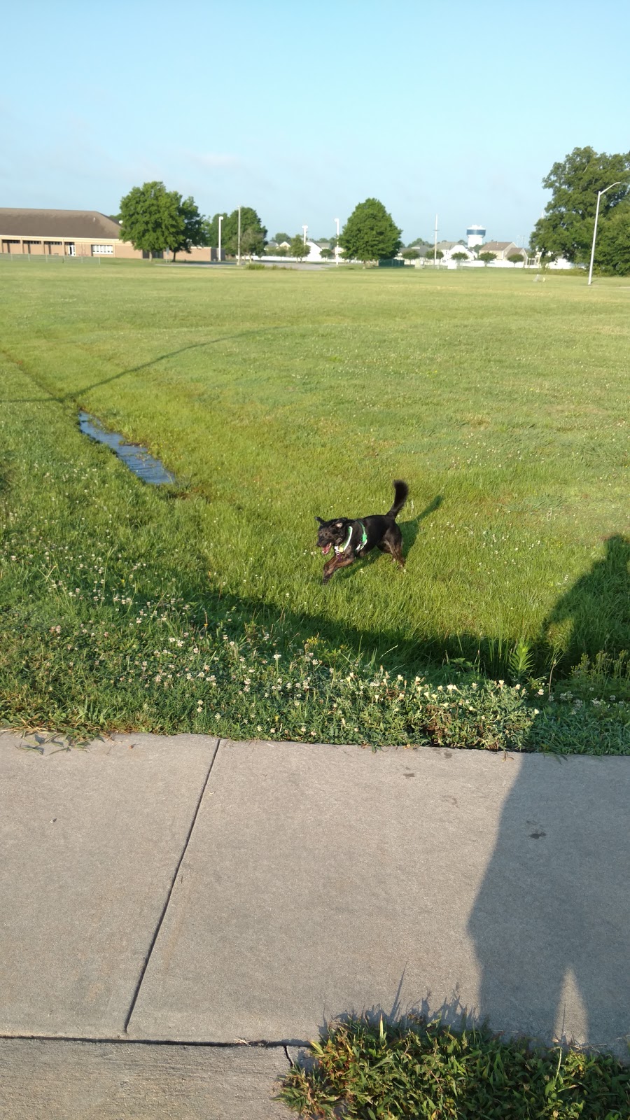 Pasquotank Animal Hospital - Elizabeth City , United States