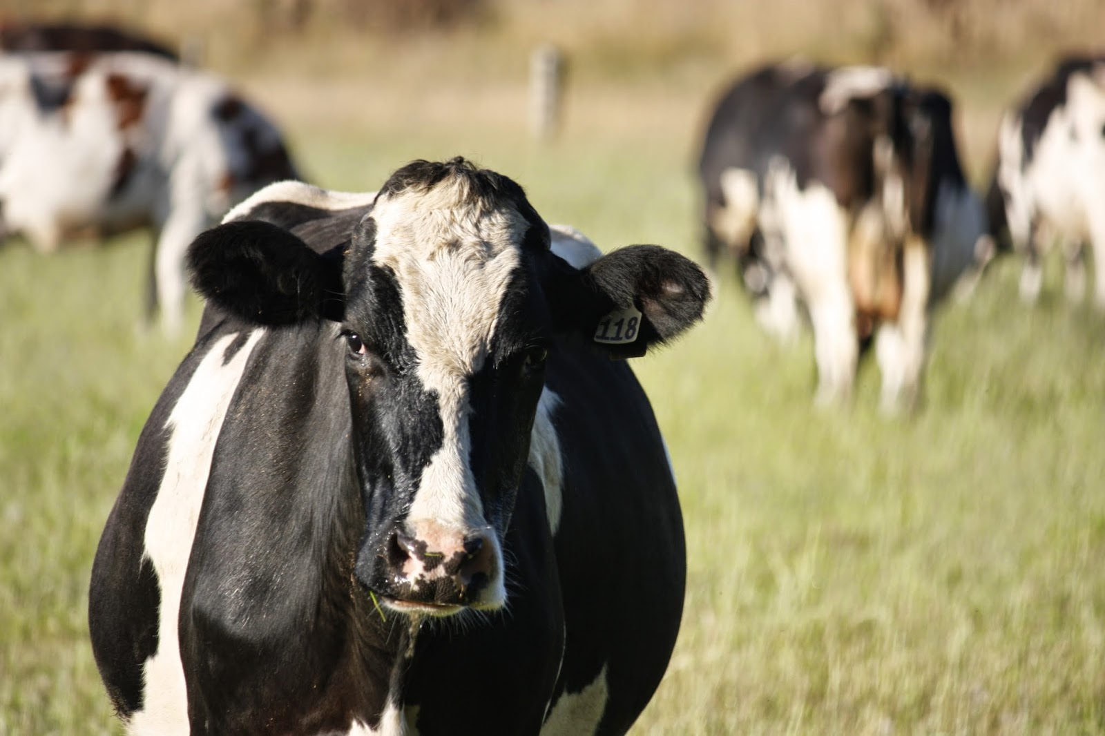 The Vet Group | Wollaston - Warrnambool , Australia