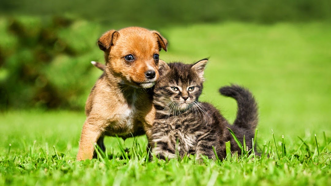 Imlay City Veterinary Clinic - Imlay City , United States