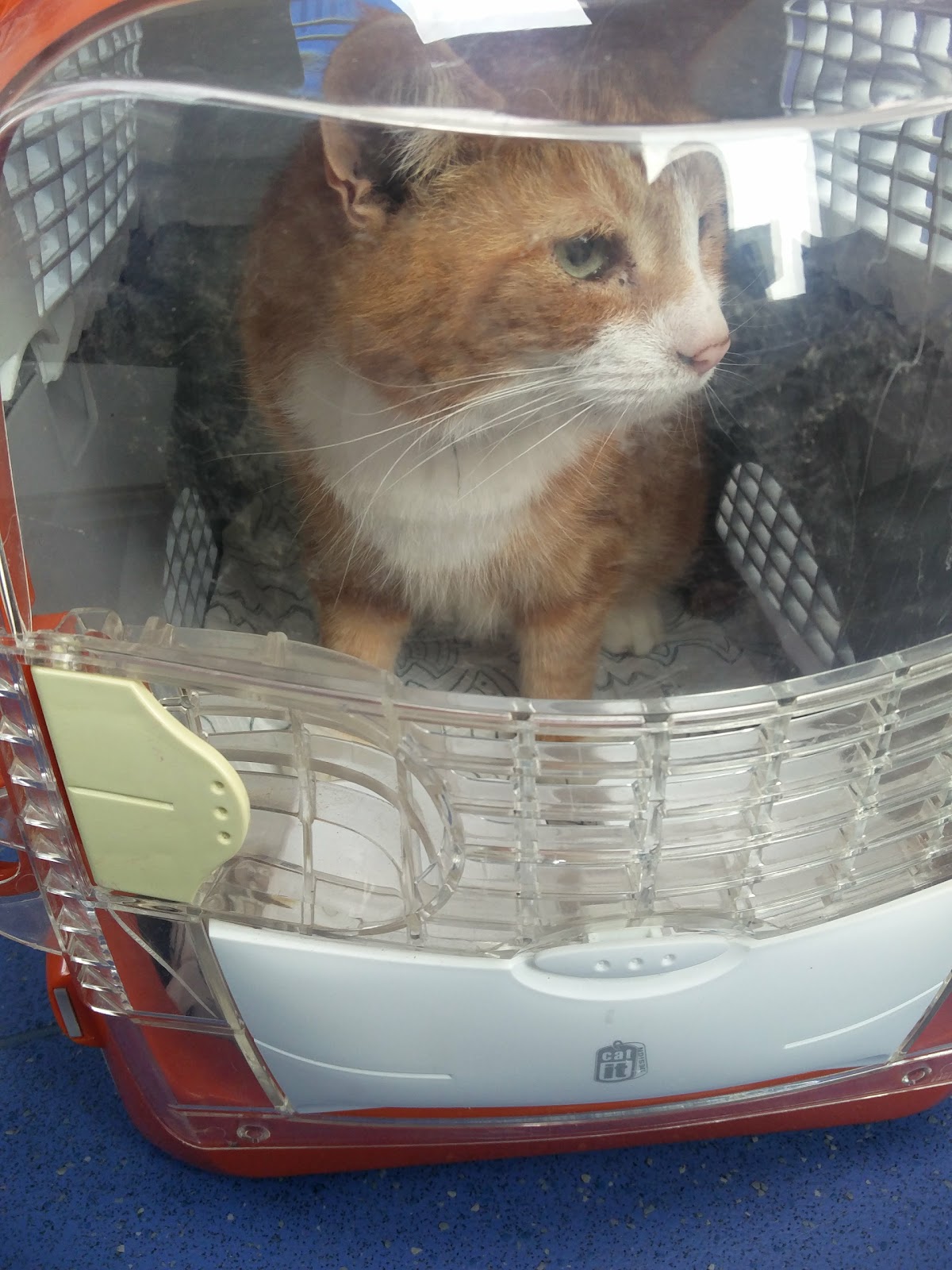 Willow Veterinary Clinic Drayton High Road - Norwich , United Kingdom