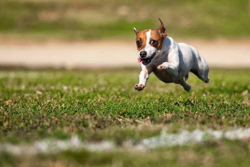Animal Emergency Center - Memphis , United States