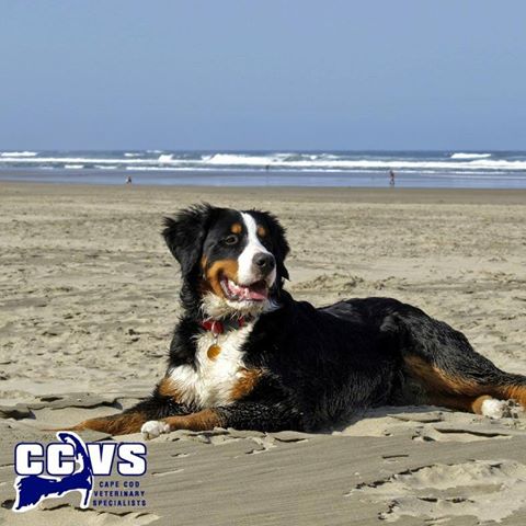 Cape Cod Veterinary Specialist: Schulze Heidi Dvm - Buzzards Bay , United States