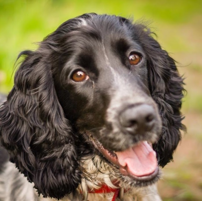 Millcroft Vets Workington - Workington , United Kingdom