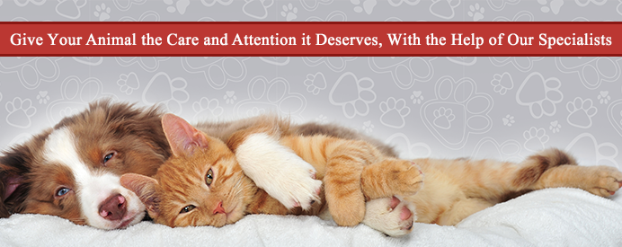 Mead Veterinary Centre - Dartford , United Kingdom
