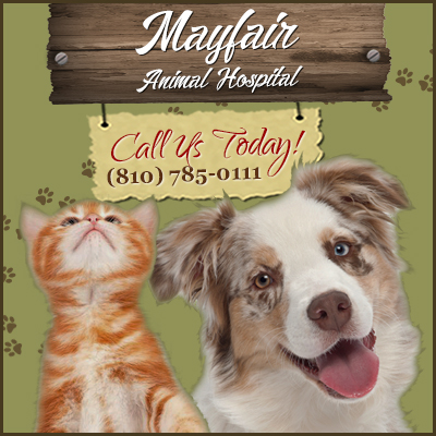 Mayfair Animal Hospital - Mt Morris , United States