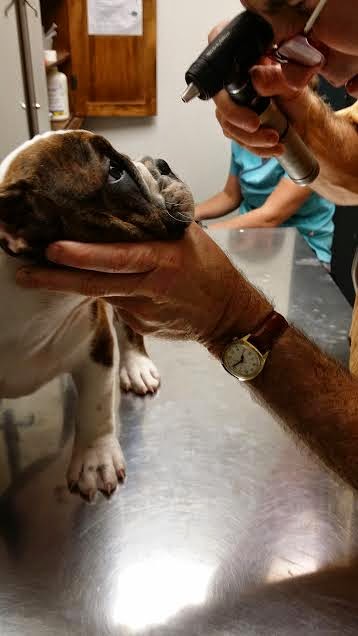 Animal Doctor Of Weston - Weston , United States
