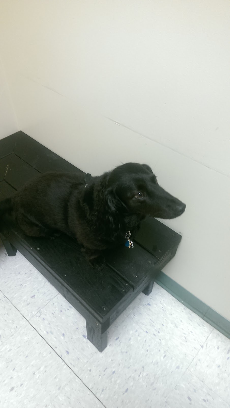 Monticello Animal Hospital - Shawnee , United States