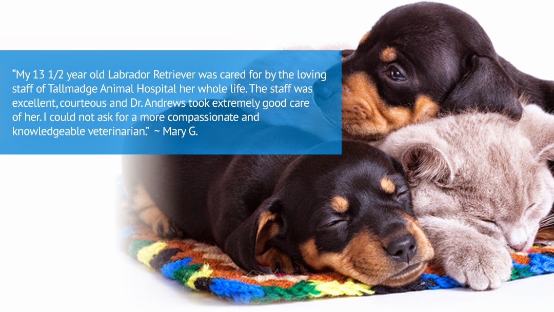 Tallmadge Animal Hospital - Tallmadge , United States