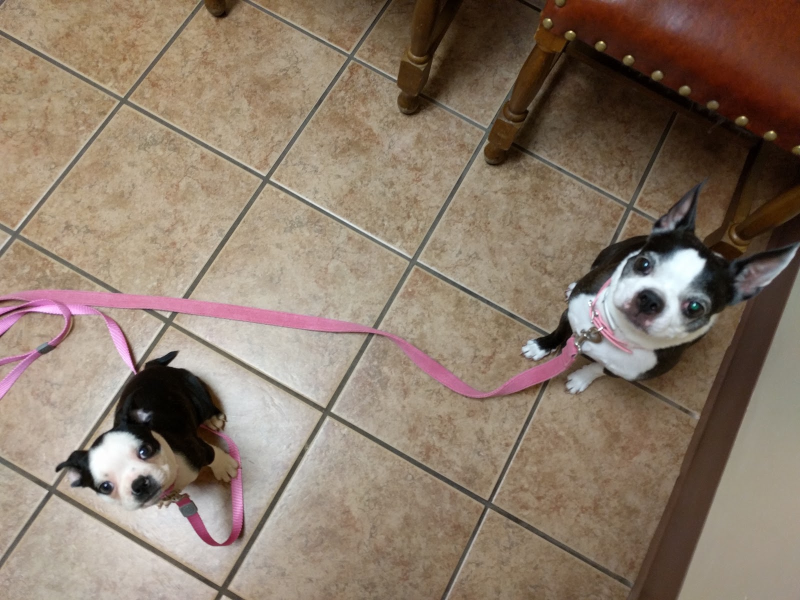 Hills And Dales Veterinary Clinic - Kettering , United States