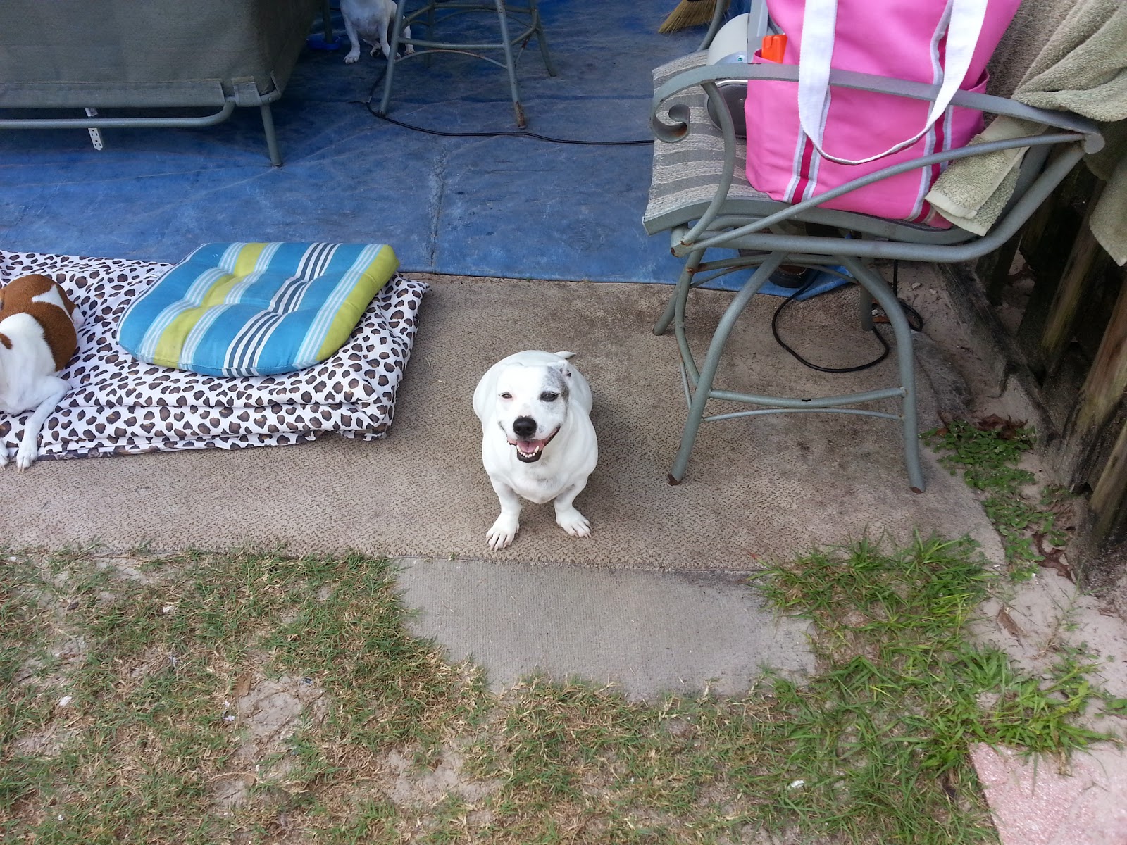 Miramar Animal Hospital - Jacksonville , United States