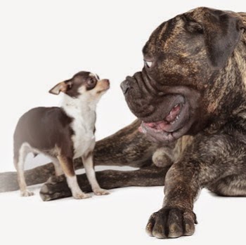 East Orlando Animal Hospital - Orlando , United States