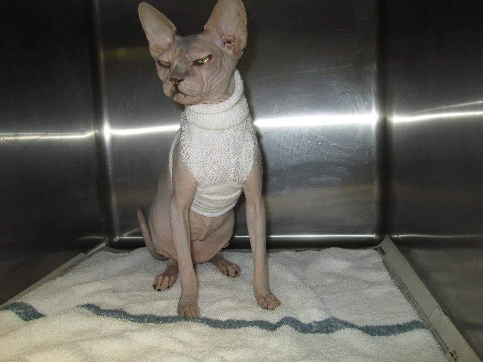 Riverside Veterinary Hospital - Mandeville , United States