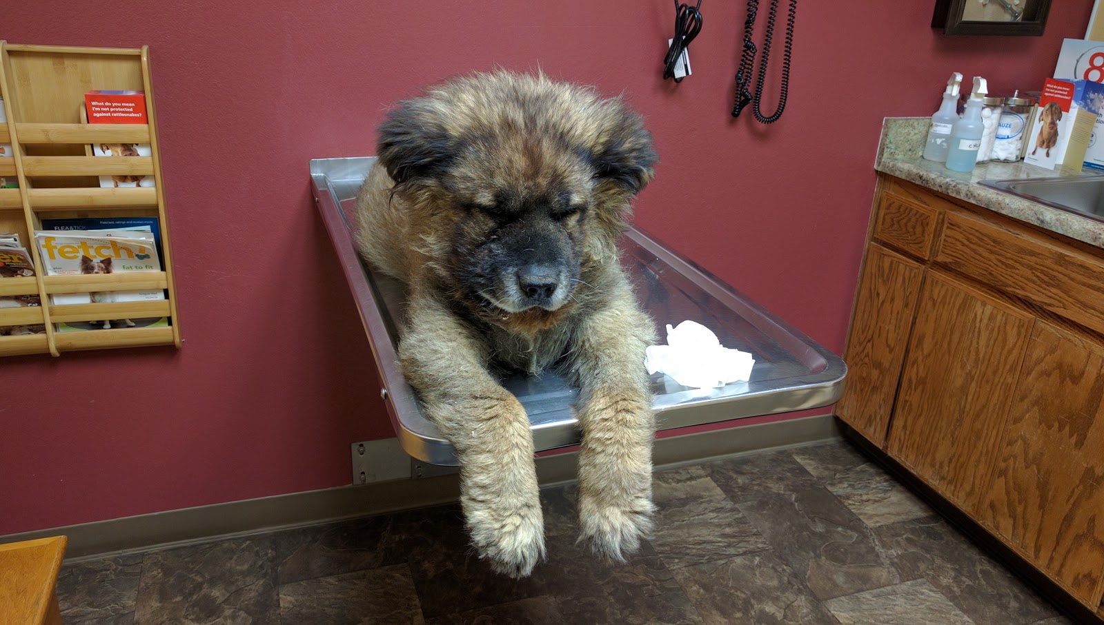 Tehachapi Veterinary Hospital - Tehachapi , United States