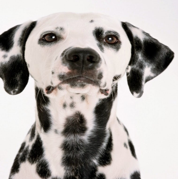Mercy Pet Hospital Citrus Heights - Citrus Heights , United States