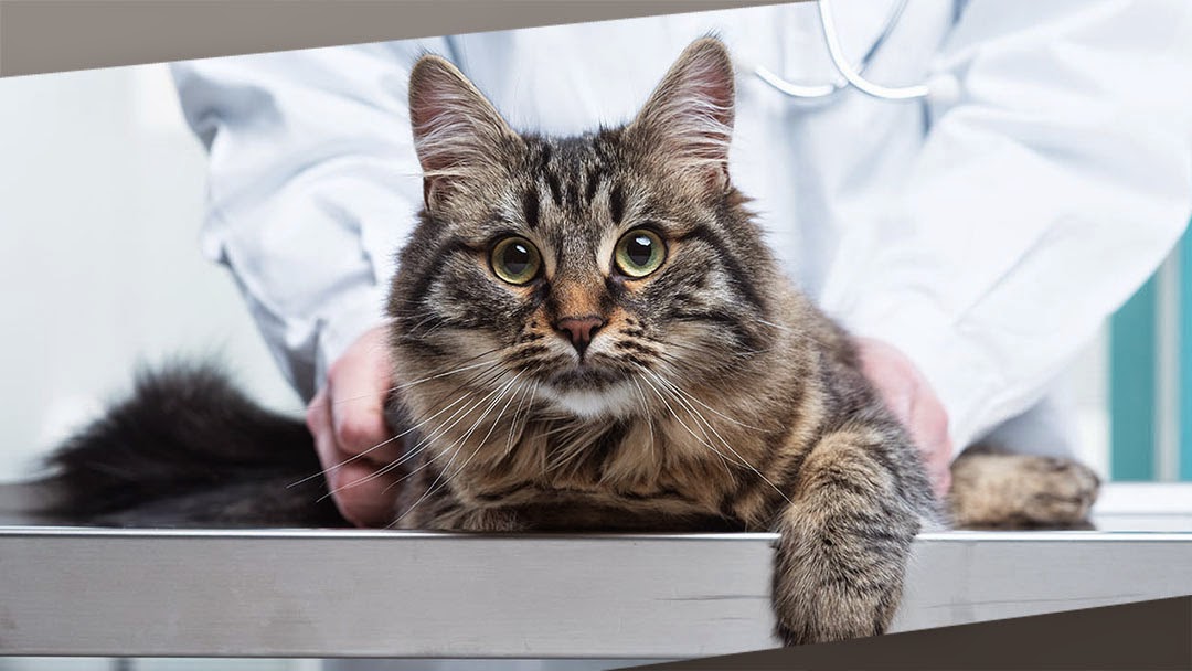 Woodman Drive Animal Hospital - Dayton , United States