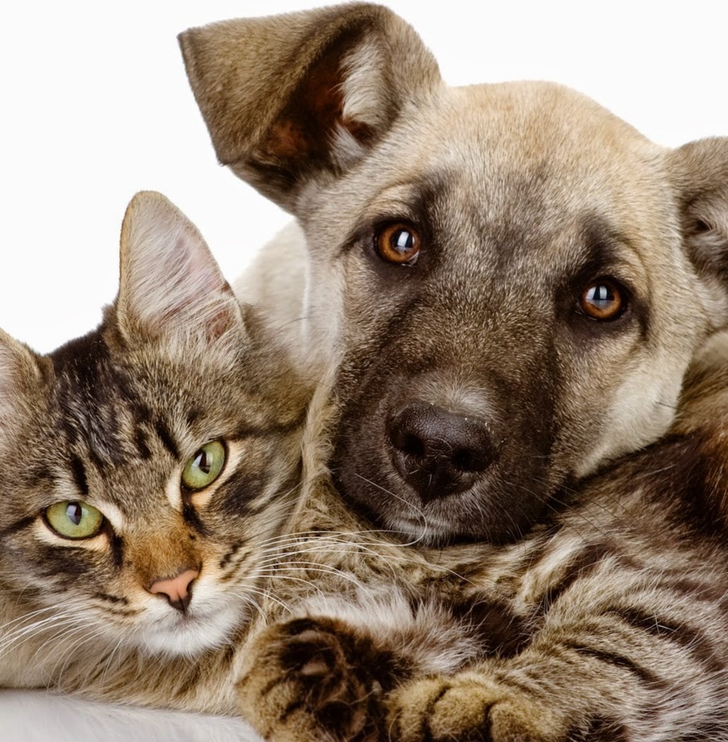 Blockhouse Bay Veterinary Centre - Blockhouse Bay , New Zealand