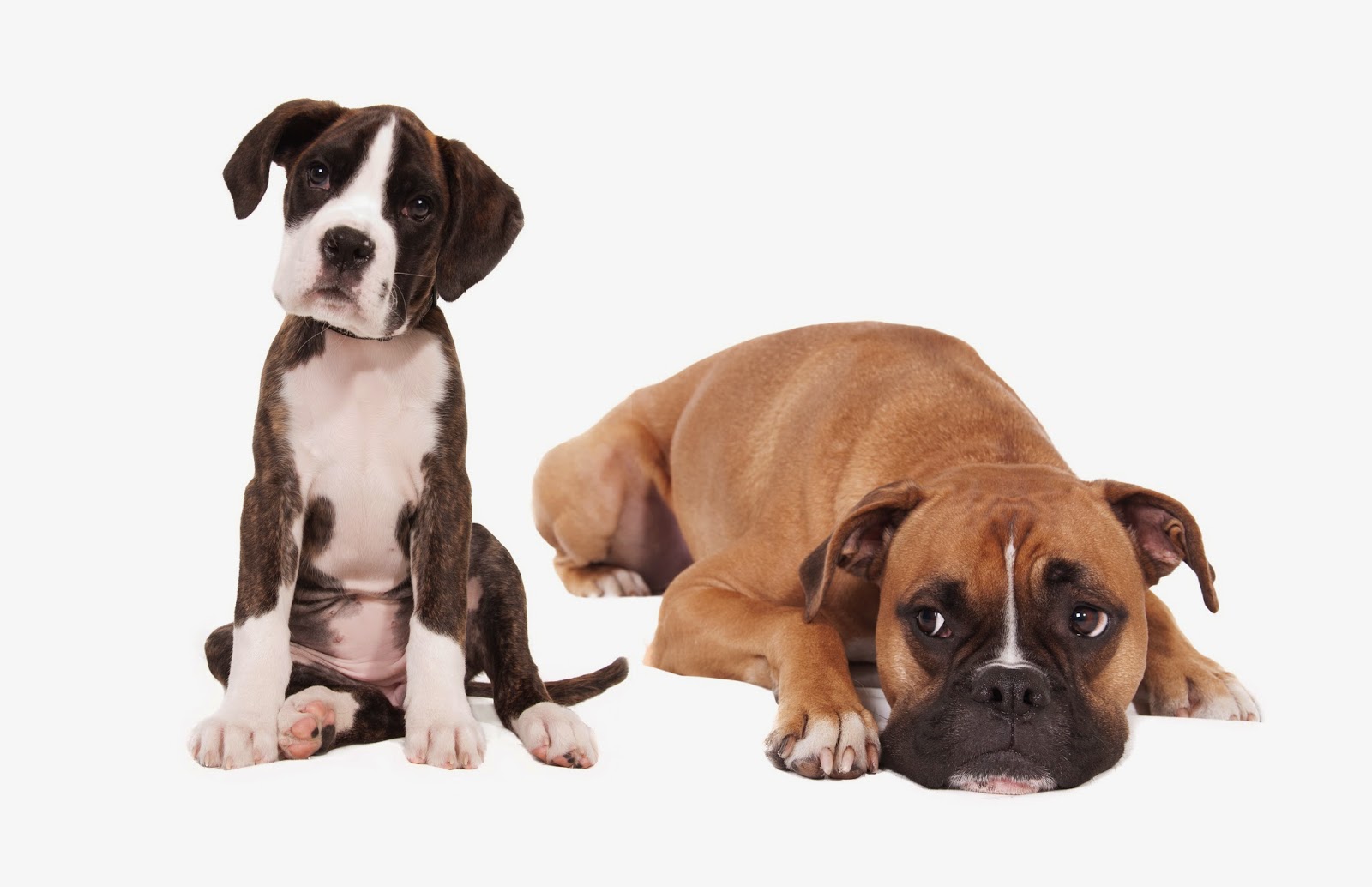 Ark Veterinary Hospital - Lindfield , Australia