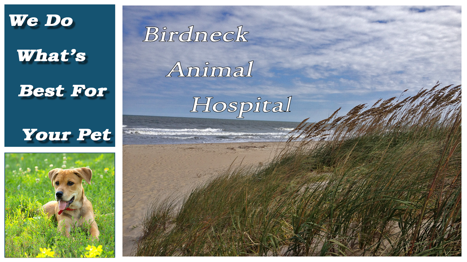 Birdneck Animal Hospital - Virginia Beach , United States
