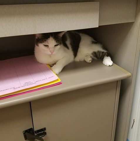 Ft Harrison Veterinarians - Indianapolis , United States