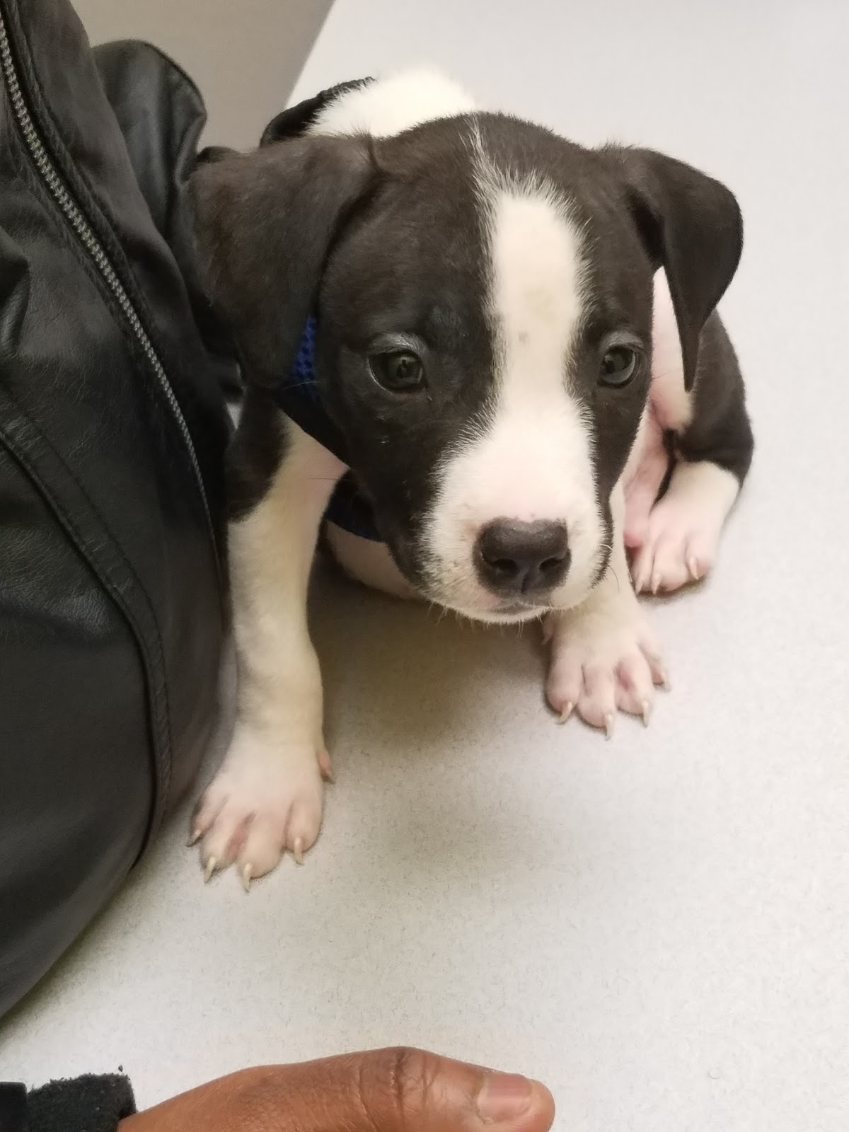 Advanced Veterinary Care Clinic - Milwaukee , United States
