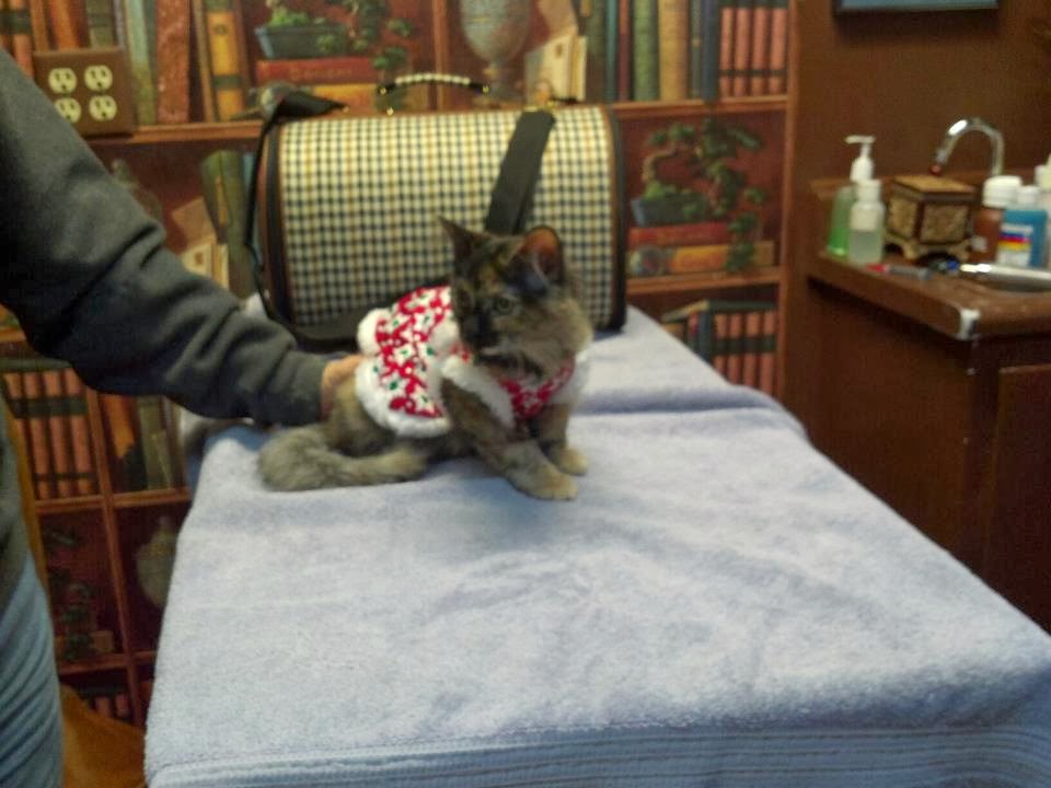 South San Diego Veterinary Hospital - San Diego , United States