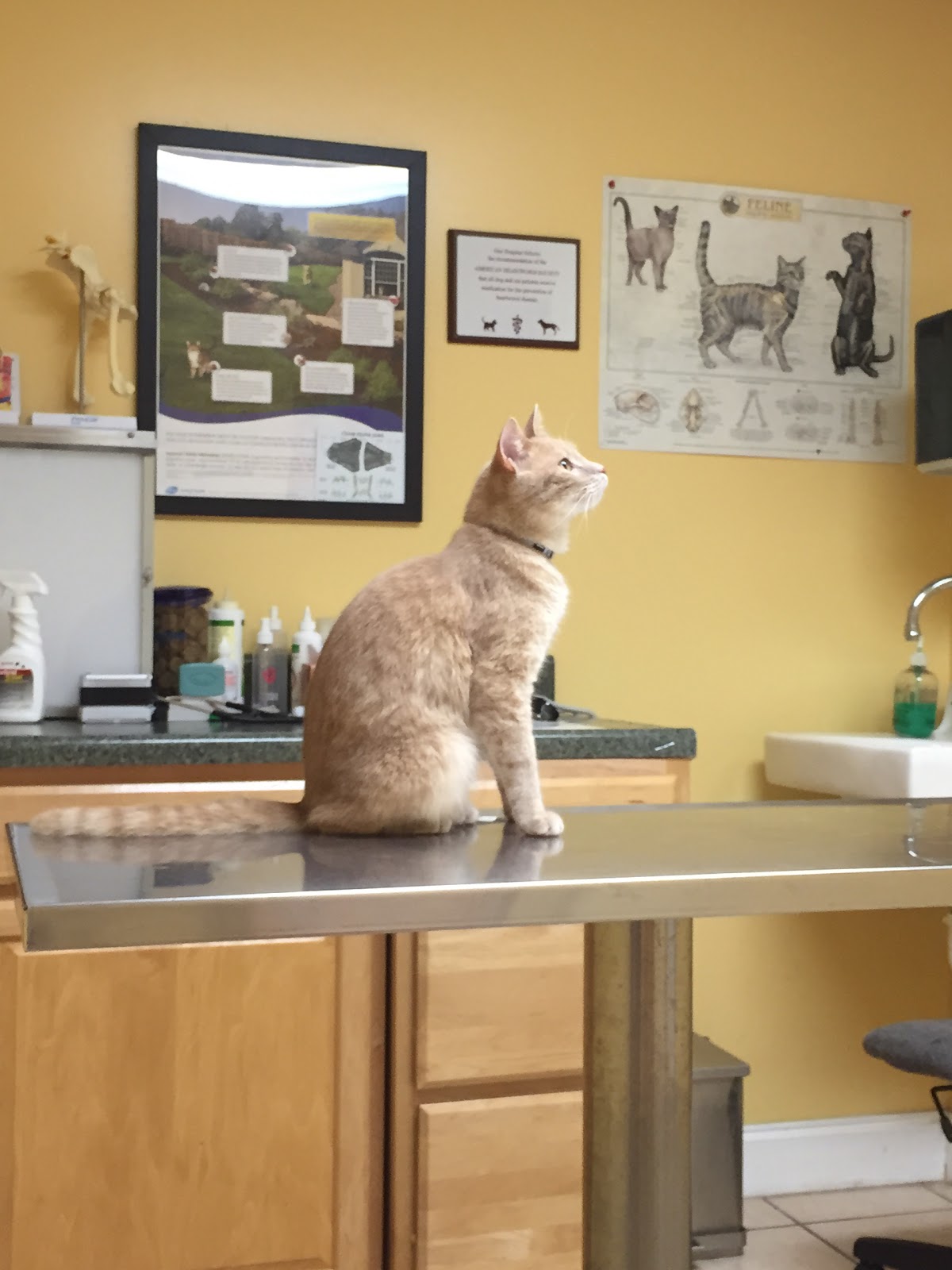 Universal Animal Clinic - Orlando , United States