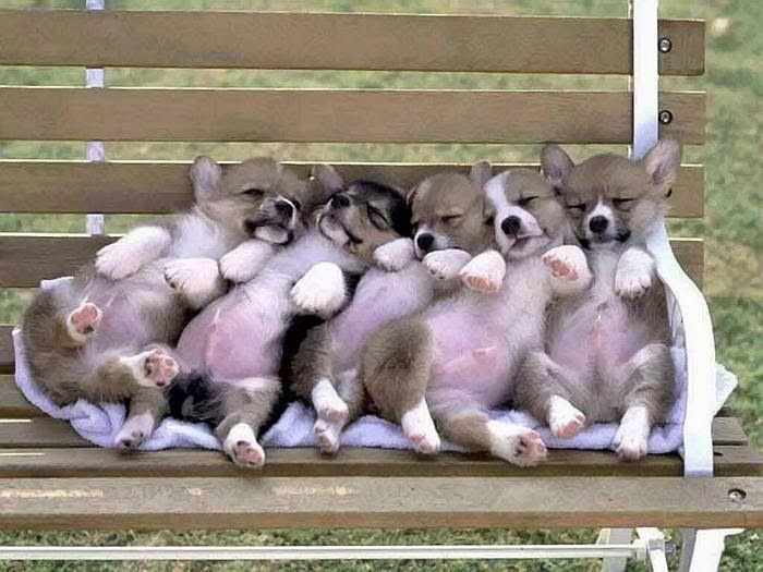 Village Centre Animal Hospital - Binbrook , Canada