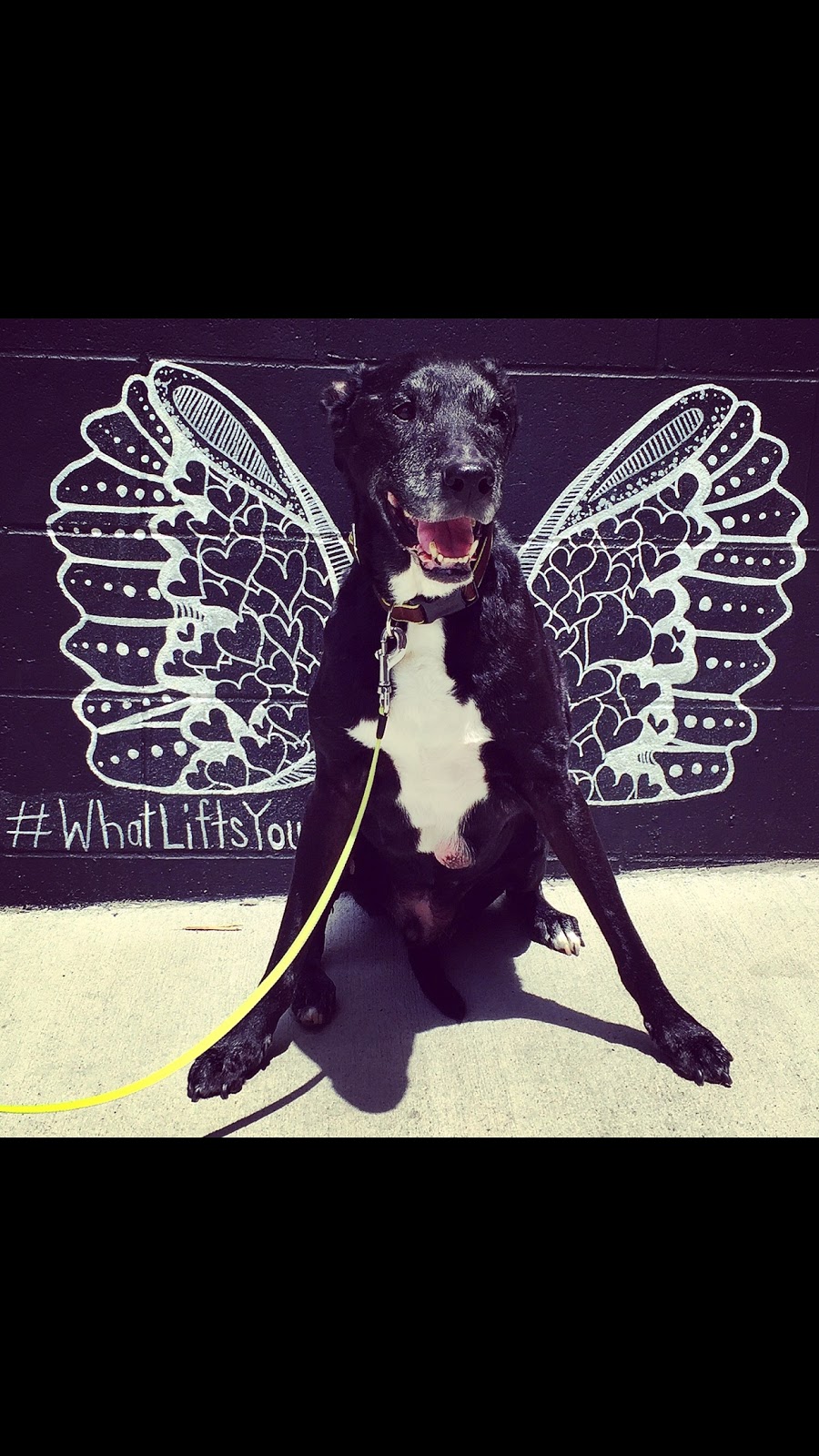 Belmont Animal Hospital - Nashville , United States