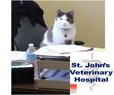 Woodpath cat & sales dog hospital