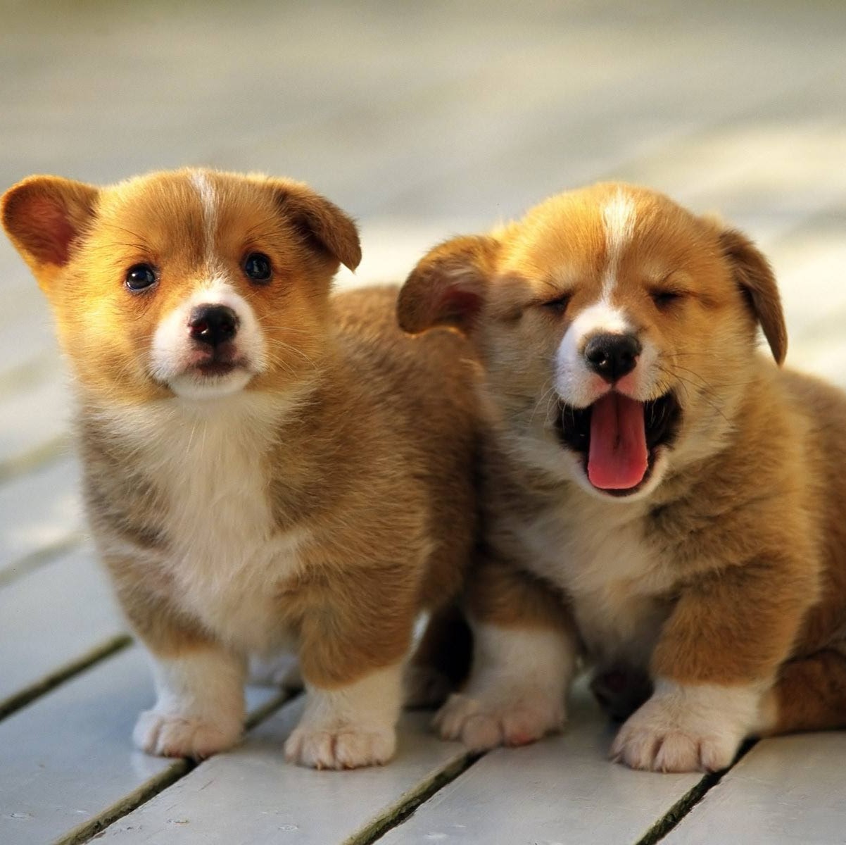 Alexandria Vet Hospital - Alexandria , Australia