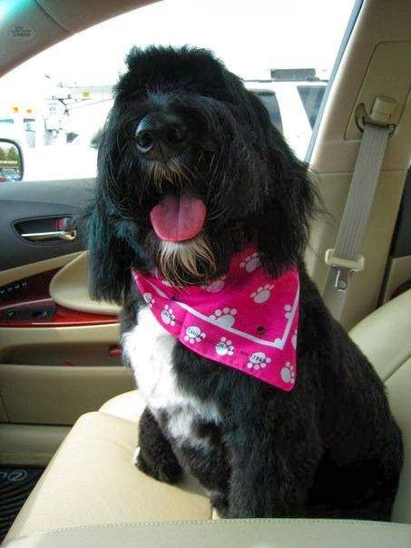 Prince Georges Animal Hospital - Hyattsville , United States