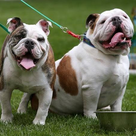 Animal Clinic Of Billings - Billings , United States