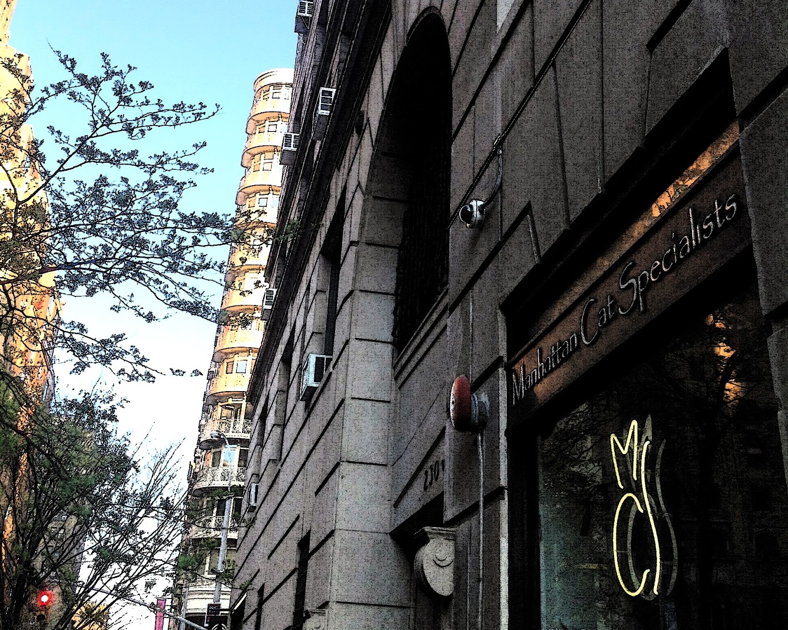 Manhattan Cat Specialists - New York , United States