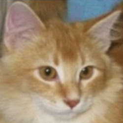 Skyline Veterinary Hospital - Fridley , United States