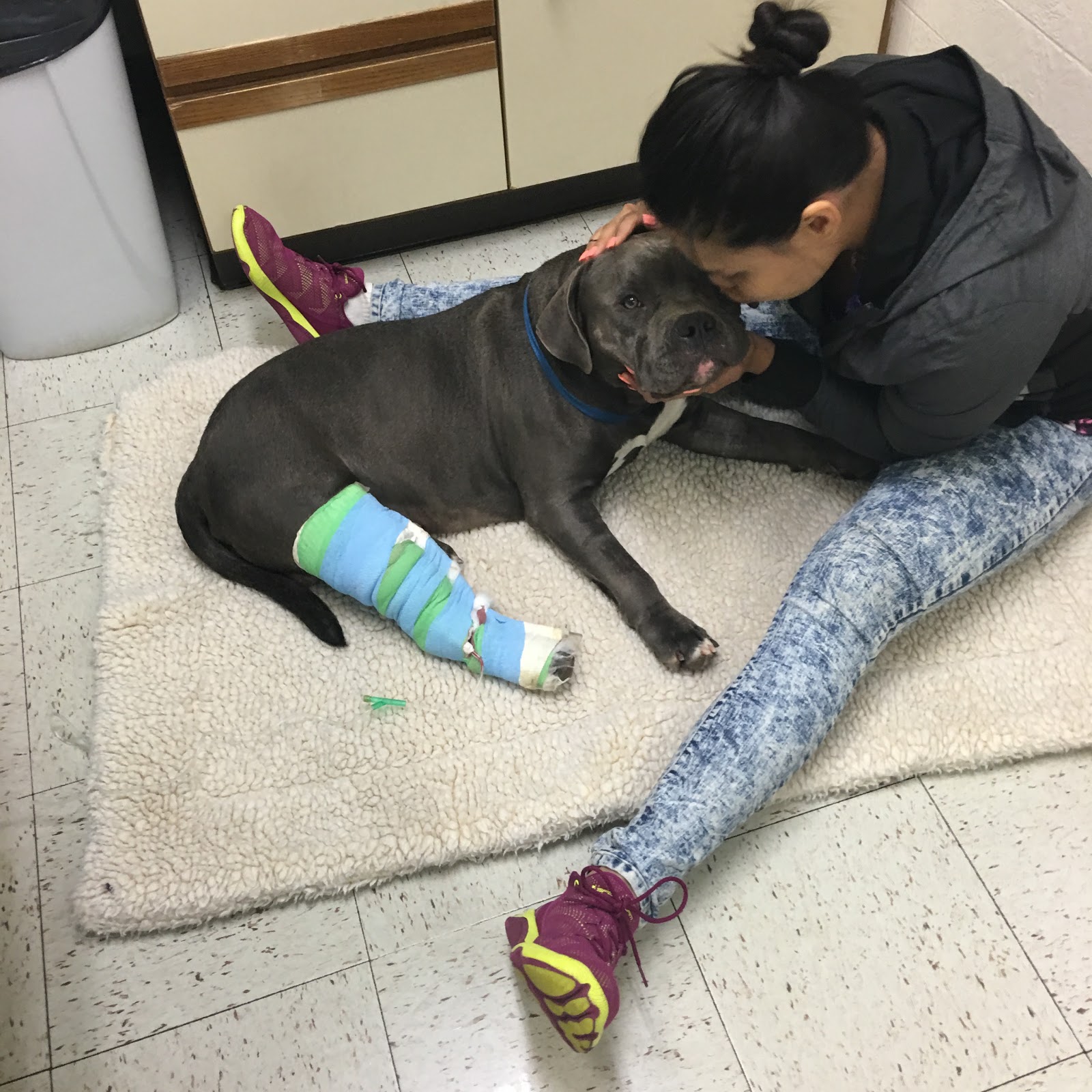 Main Street Veterinary Hospital - Reisterstown , United States