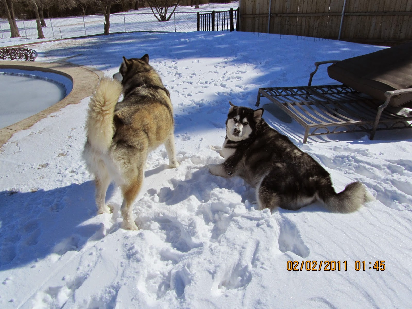 Memorial Road Pet Hospital - Edmond , United States