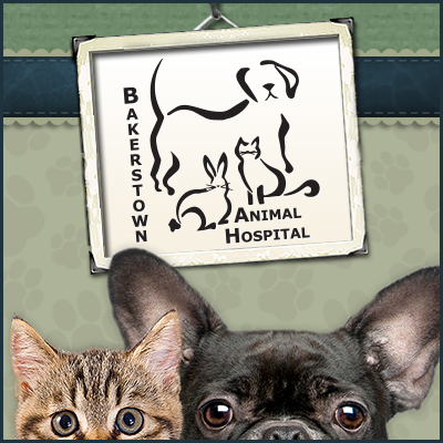 Vca Bakerstown Animal Hospital - Bakerstown , United States