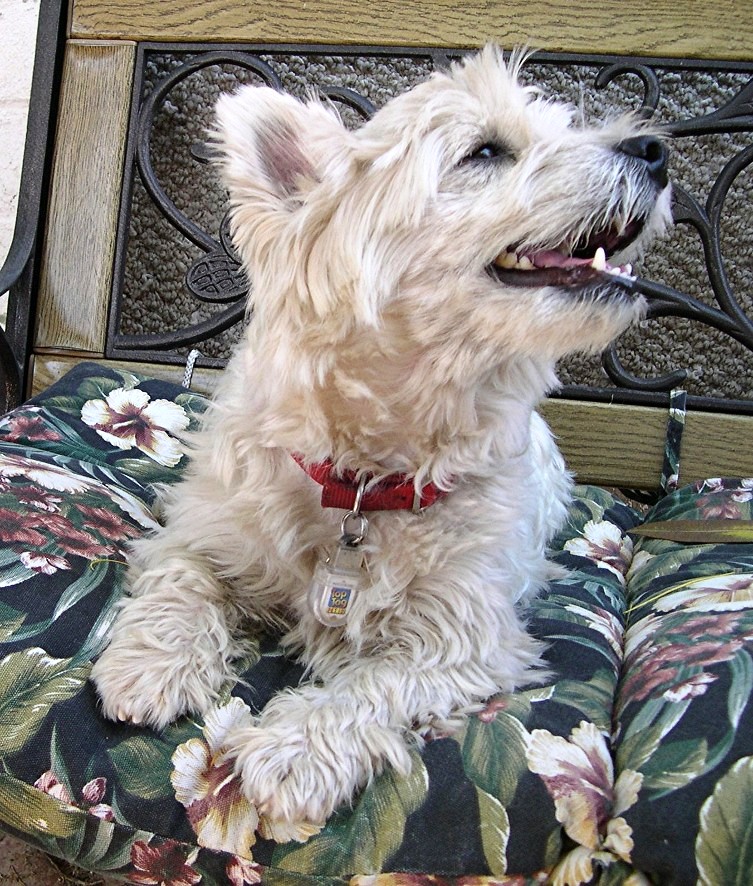 Miller Pet Hospital - Tucson , United States