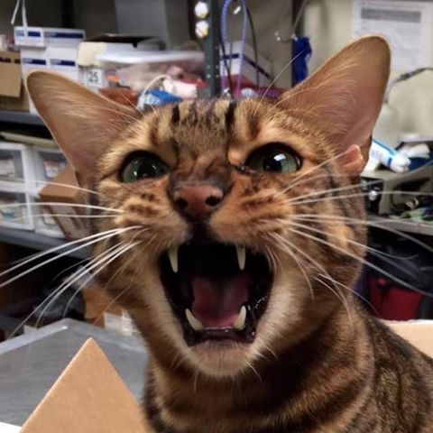 Pomfret Small Animal Clinic - Pomfret Center , United States