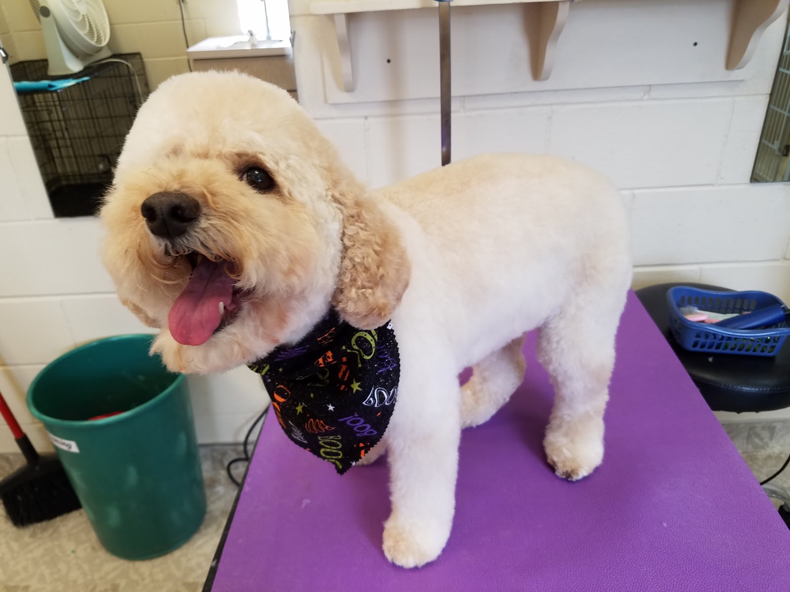 Allpets At Pickerington - Pickerington , United States