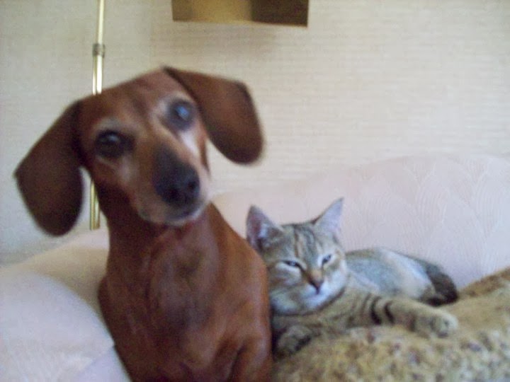 Wilmington Veterinary Hospital - Wilmington , United States