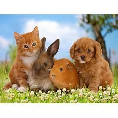 Linn Animal Hospital South - Cedar Rapids , United States
