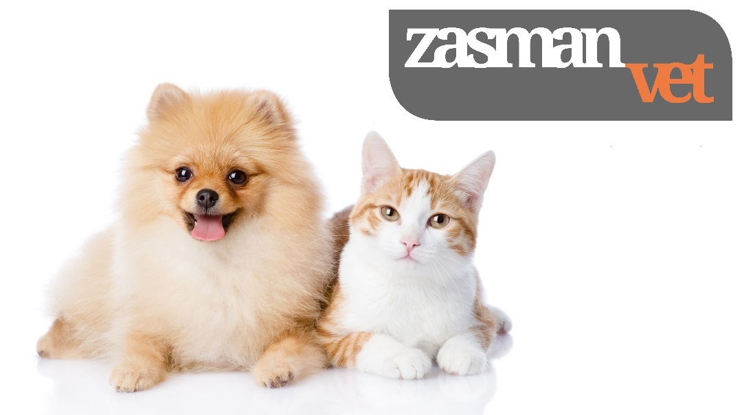 Medivet Stroud Green - London , United Kingdom
